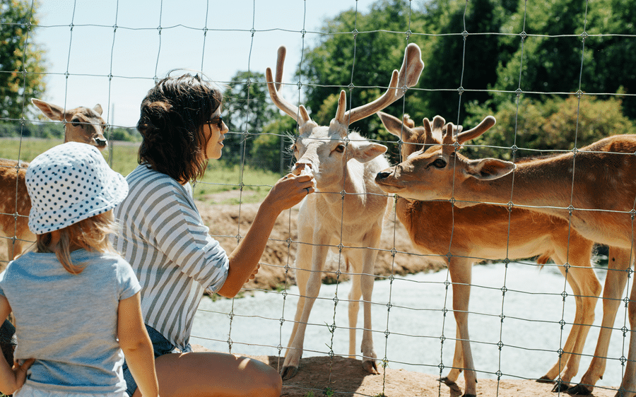 zoo petting white elk in fredericksburg texas