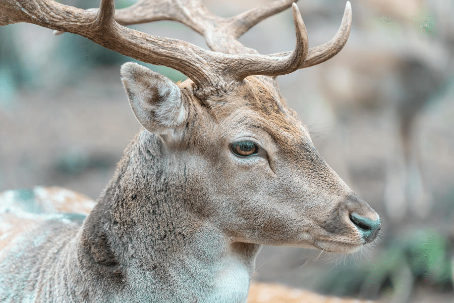 fredericksburg Texas white stag for sale