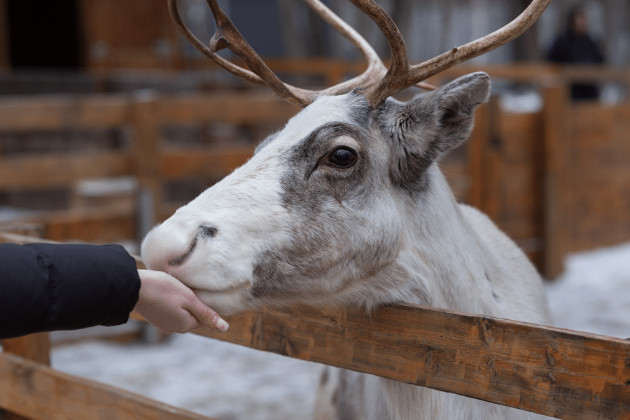 fredericksburg texas white stag zoo petting