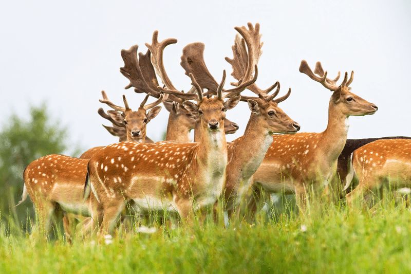 why buy fallow deer from avery ridge ranch