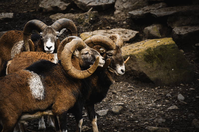 why buy four-horned sheep from avery ridge ranch