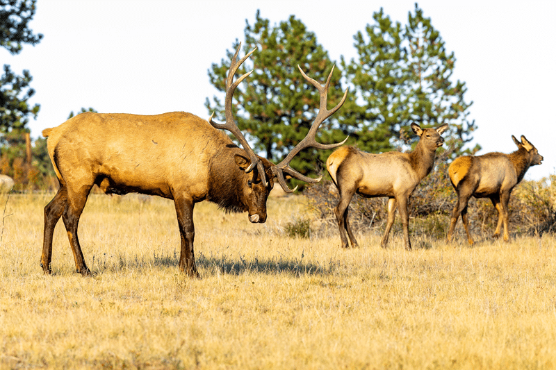 why buy our elk