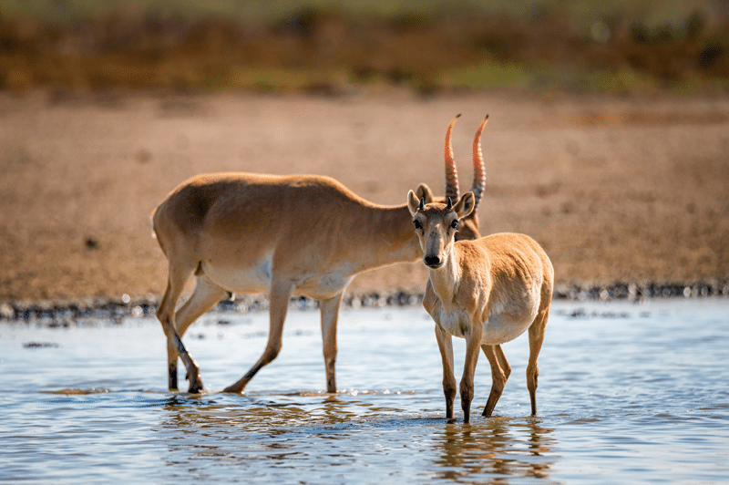 why choose avery ridge ranch for grants gazelle?
