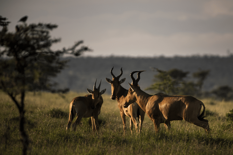 why choose eland hunting in the texas hill country