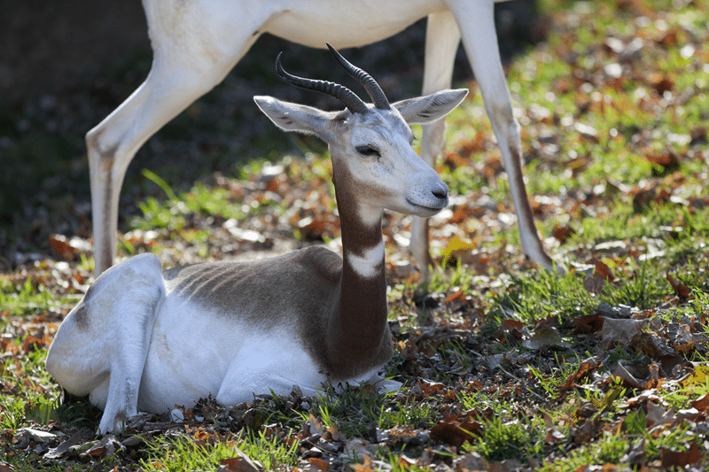 why choose our dama gazelles