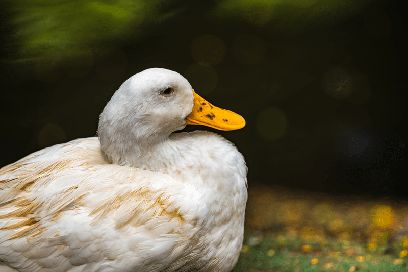 why choose our duck hunting experiences