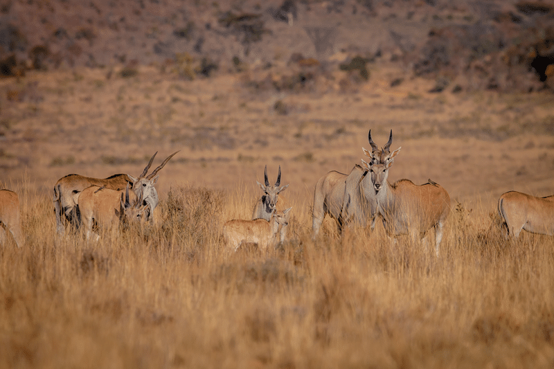 why choose our elands for sale in texas why choose our elands for sale in texas