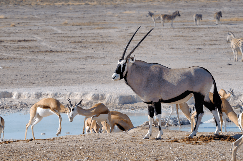 why choose our Gemsbok