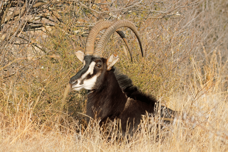why choose our sable antelope