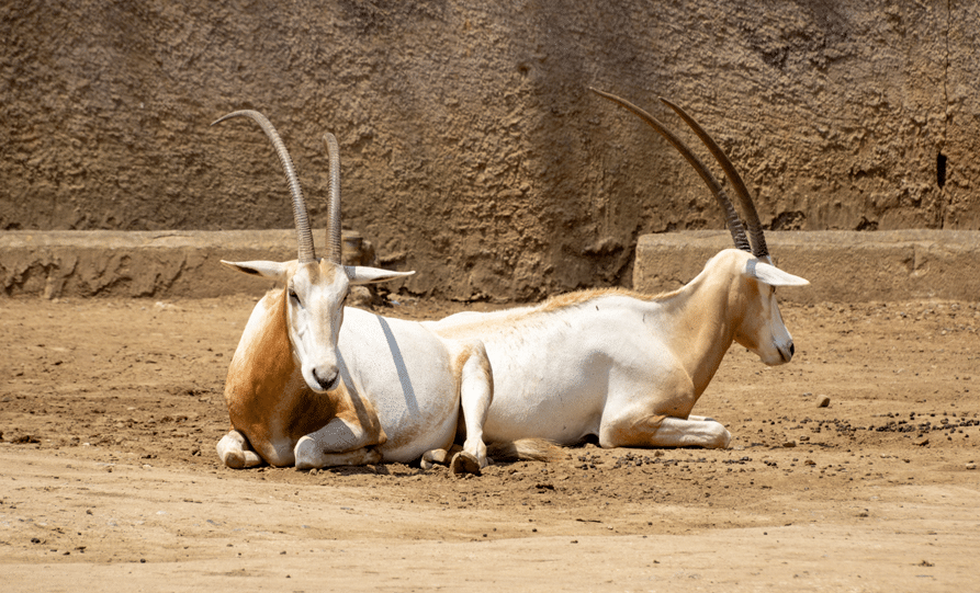 why choose our scimitar oryx