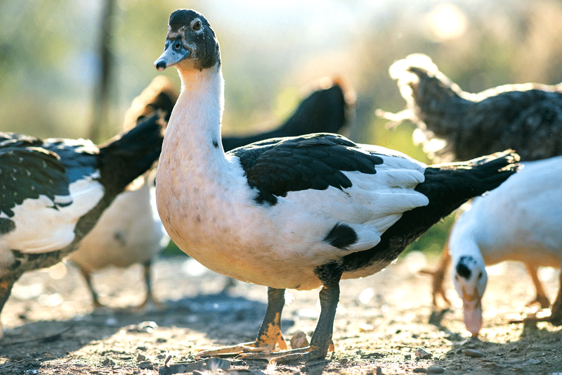 why duck petting zoo in fredericksburg texas