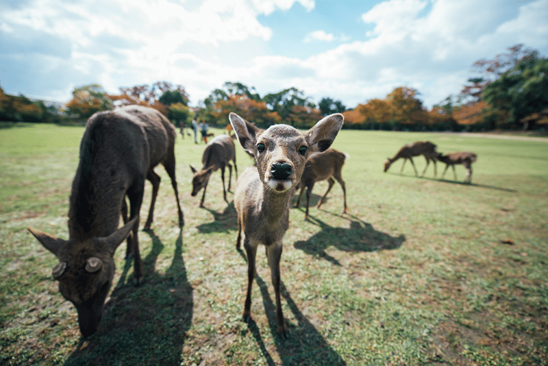 why elds deer petting zoo in fredericksburg texas