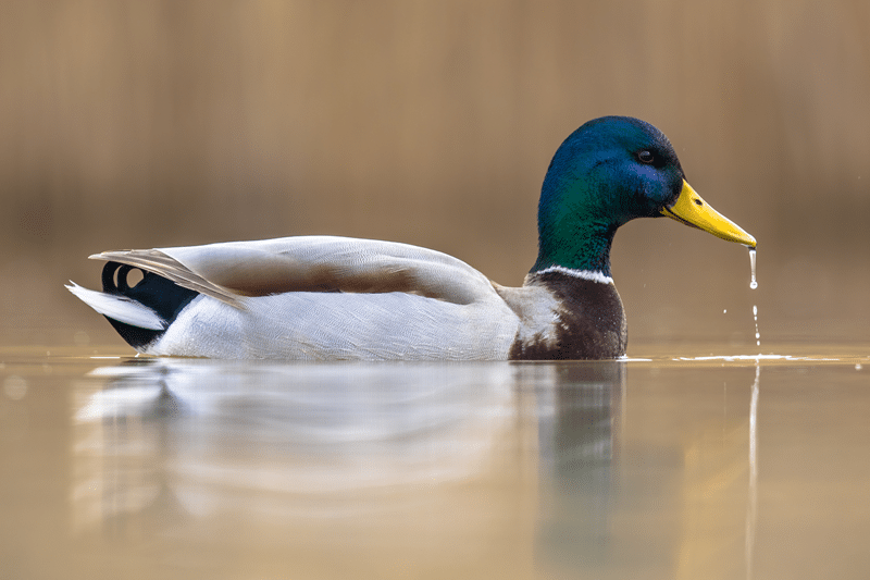 why hunt duck in fredericksburg texas
