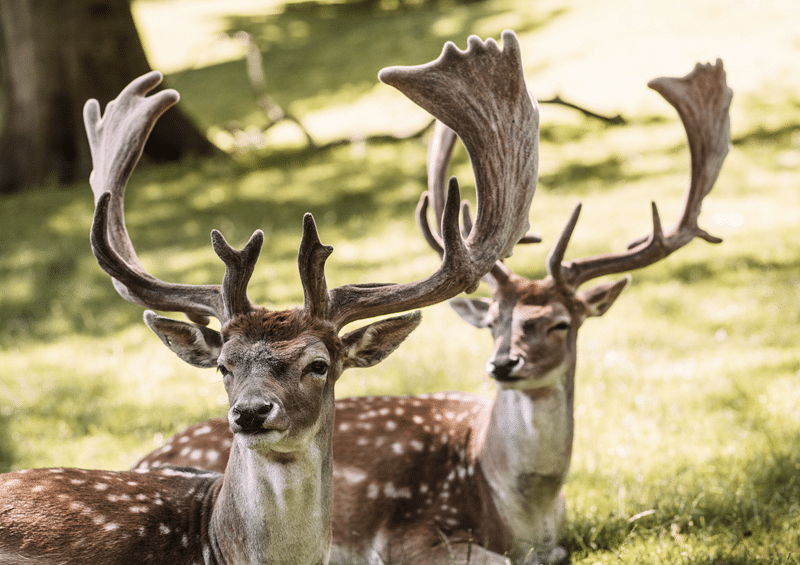 why hunt elds deer in texas hill country