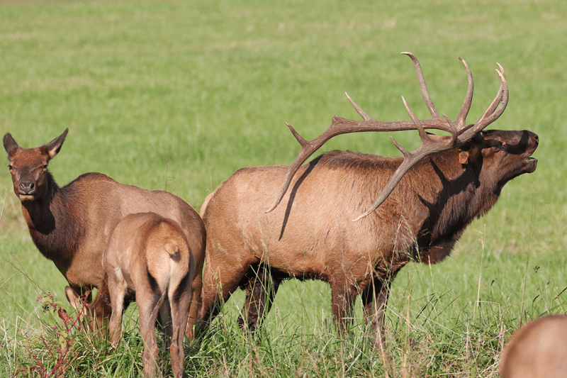 why hunt elk in fredericksburg texas