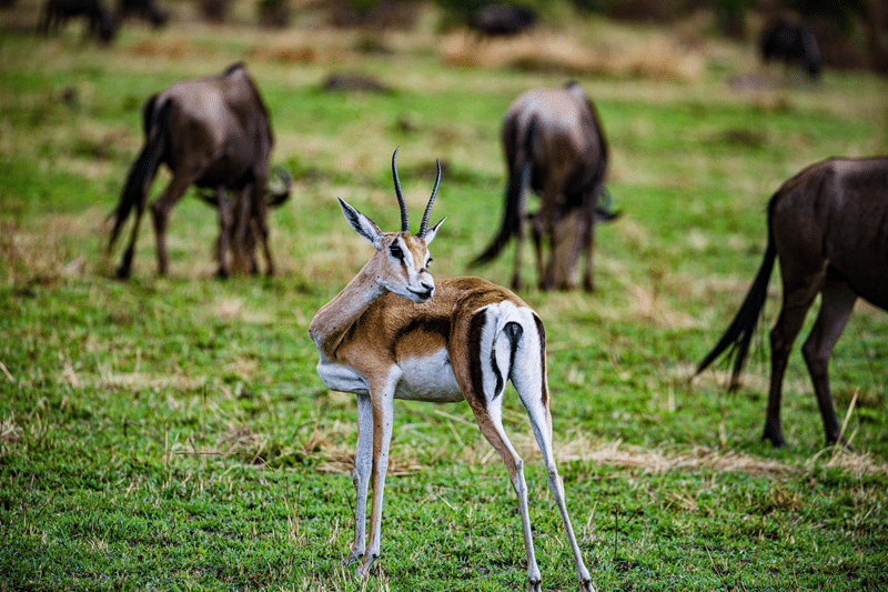 why hunt grants gazelle with us