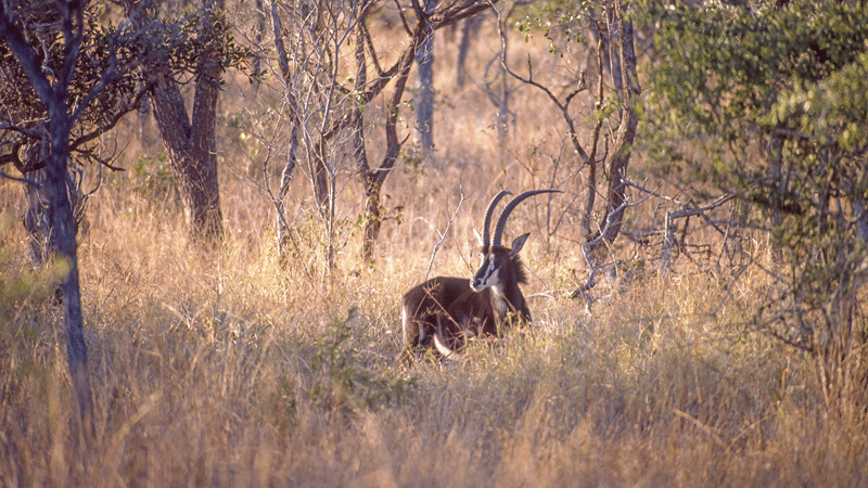 why hunt with us in texas hill country