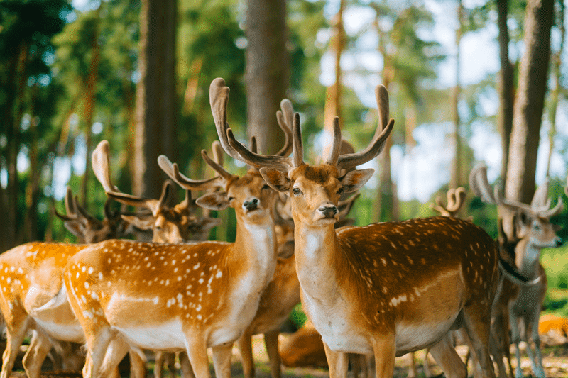 why our elds deer for sale in fredericksburg texas