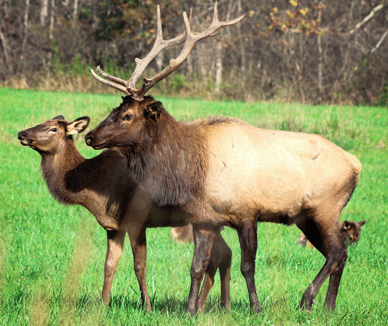 why our elk for sale in texas