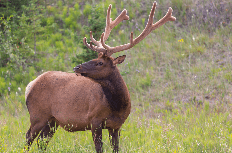why top elk hunting in texas hill country