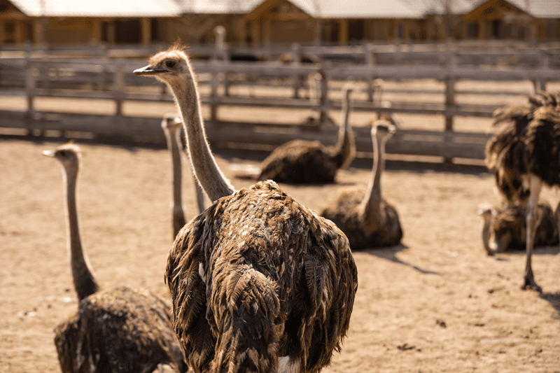 why try an emu hunt in texas