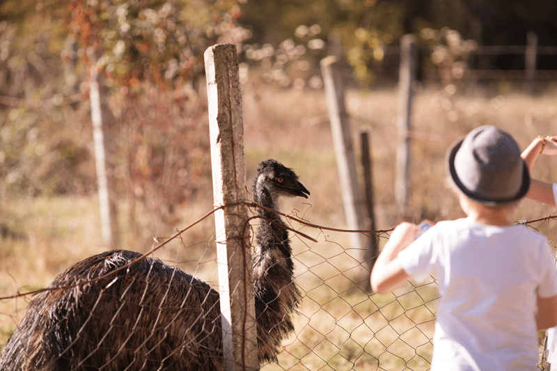 why visit our emu petting zoo
