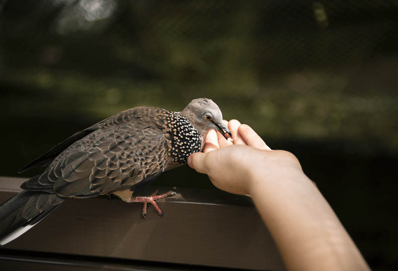why we offer the best dove hunting experience