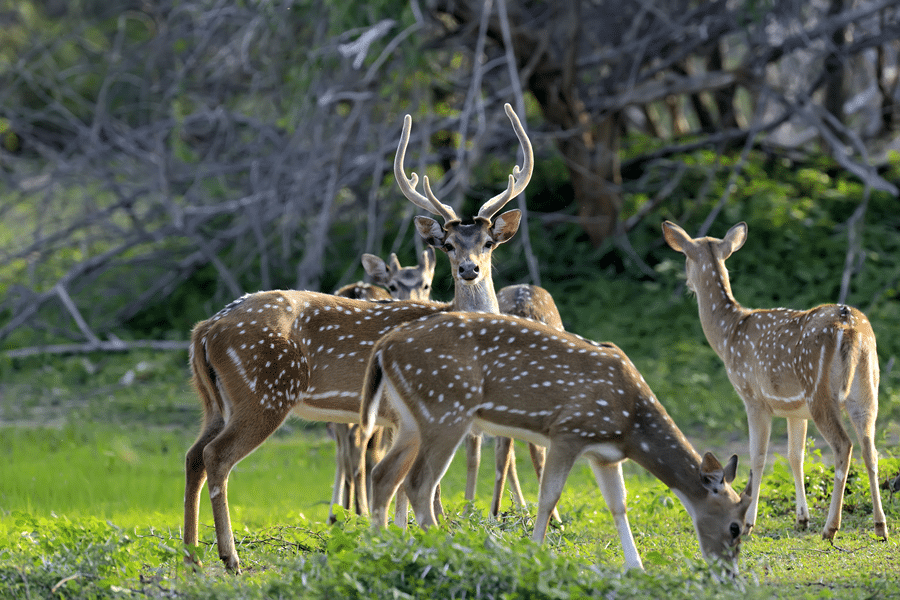 why whitetail deer hunting in texas hill country