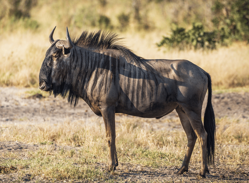 wildebeest for sale in texas