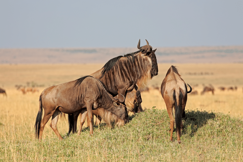 wildebeest hunts texas