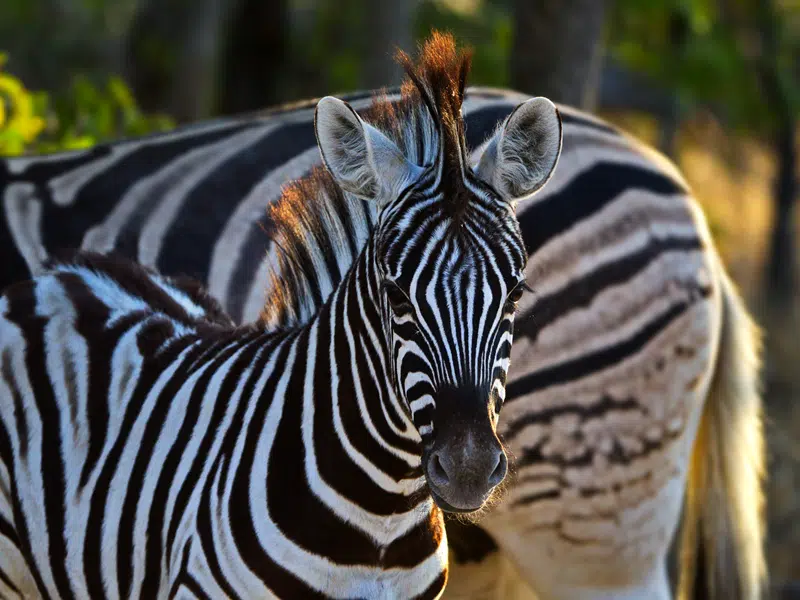 zebra for sale texas