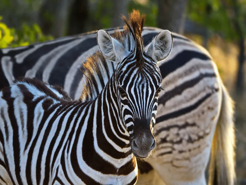 zebra for sale texas
