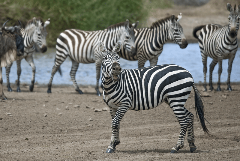zebra hunts texas