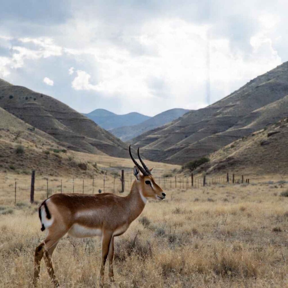 why choose avery ridge ranch for grants gazelle why choose avery ridge ranch for grants gazelle