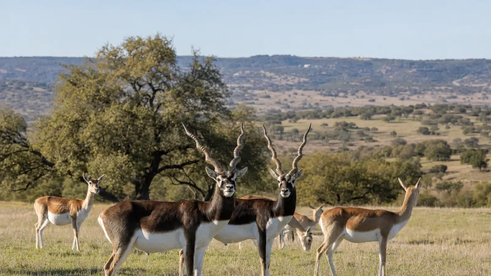 Blackbuck in Texas for sale