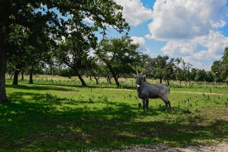 Nilgai For Sale In Fredericksburg Texas 2 — Nilgai for Sale in Fredericksburg Texas